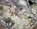 Petrified Wood Round - Top Quality With Purple Hues #51272-1